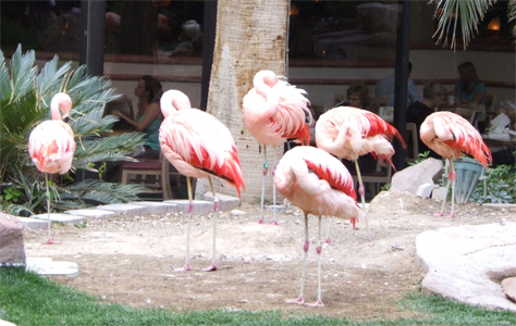 Diagram Of Flamingo