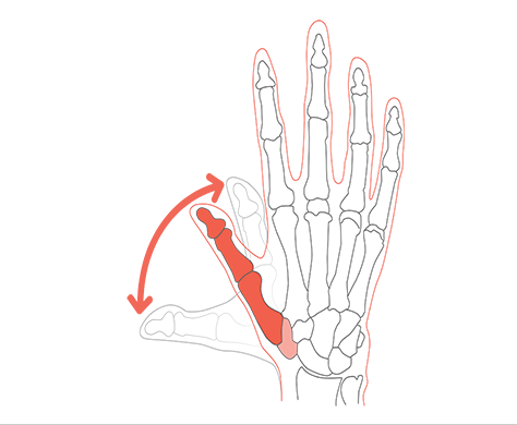 How the bones of the thumb move in extension and flexion